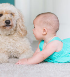 Oriental Rug Cleaning Westchester
