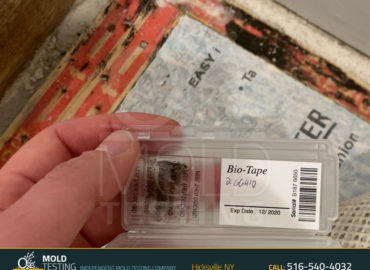 o2 Mold Testing