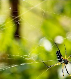 Santee Pest Control Company