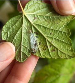 Santee Pest Control Company