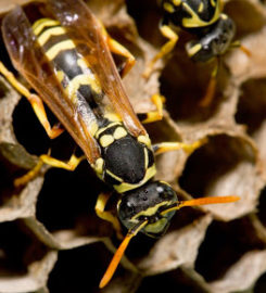 GreenLeaf Pest Control