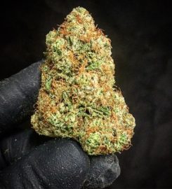 Mighty Tree