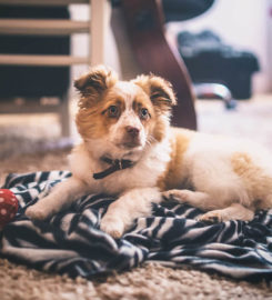 Carpet & Rug Cleaning Service New Rochelle