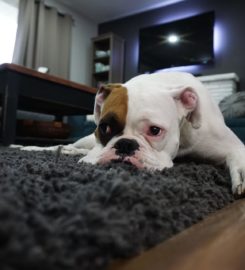 Commercial And Office Carpet Cleaning