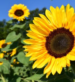 Shamrock Sunflower Oil