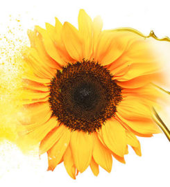 Shamrock Sunflower Oil