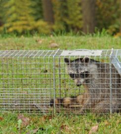 WXT Wildlife Removal of Austin