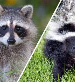 WXT Wildlife Removal of Austin