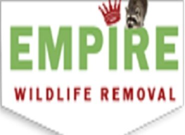 Richmondhillwildliferemoval – Raccoon Removal And Squrriel  &hellip;