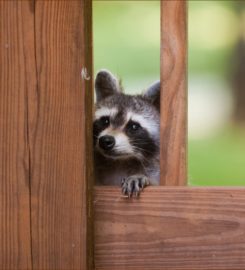 WXT Wildlife Removal of Austin