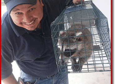 Action Services WildLife & Pest Control