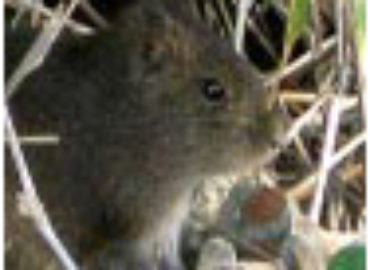 Action Services WildLife & Pest Control
