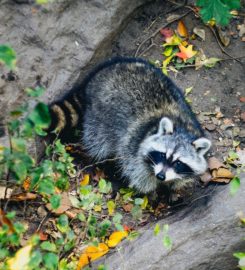 WXT Wildlife Removal of Austin