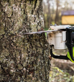 Downers Grove Tree Service