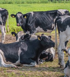 The Cow Milk