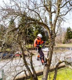 Downers Grove Tree Service