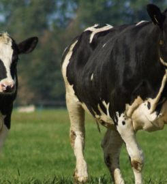 The Cow Milk