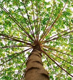 Downers Grove Tree Service