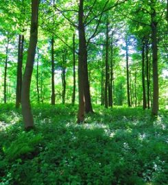 Orange County Tree Service