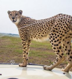 Budget Holiday Safaris