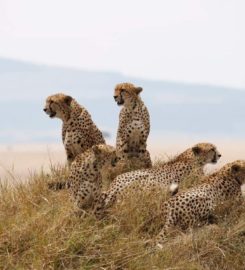 Budget Holiday Safaris