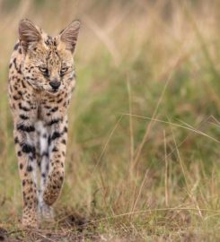 Budget Holiday Safaris