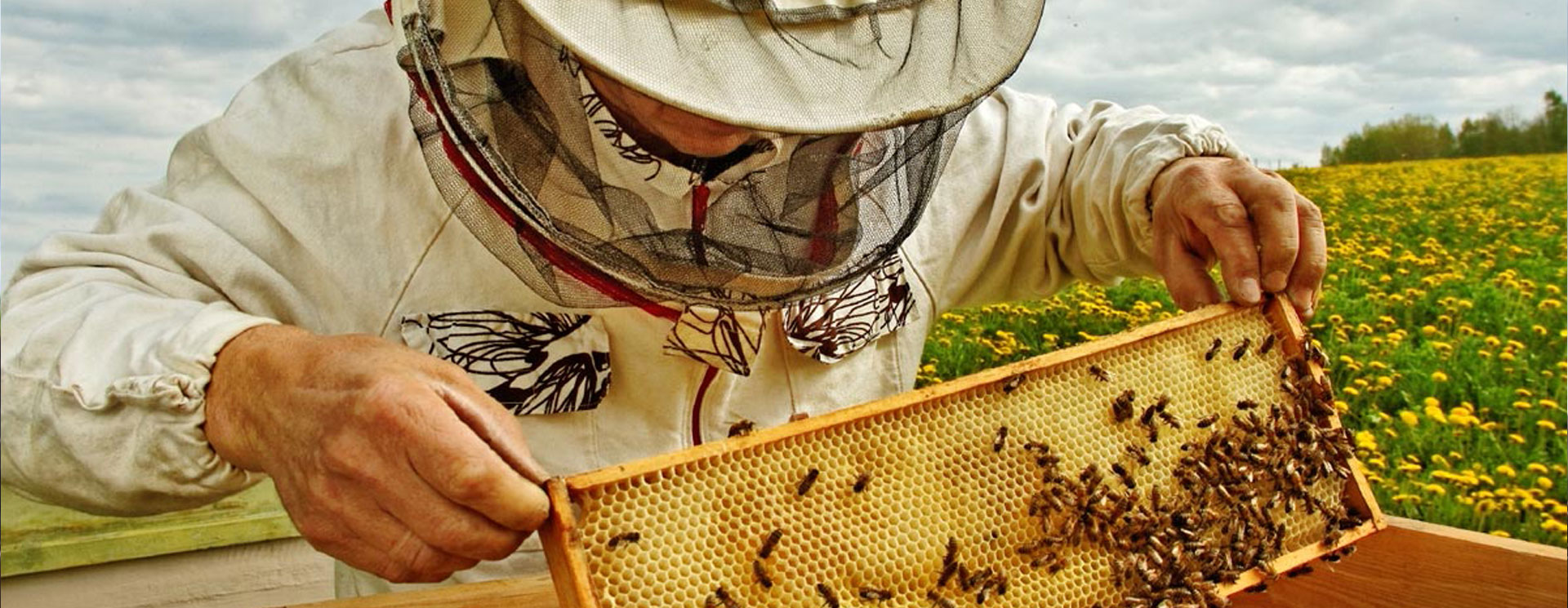 Buzzing Bee Buzzing Bee