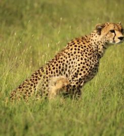 Budget Holiday Safaris