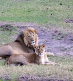 Budget Holiday Safaris