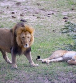 Budget Holiday Safaris
