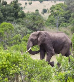Budget Holiday Safaris