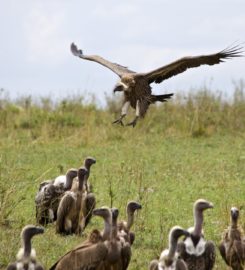 Budget Holiday Safaris