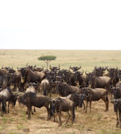 Budget Holiday Safaris