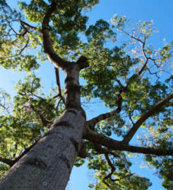 Lexington Tree Service Pros