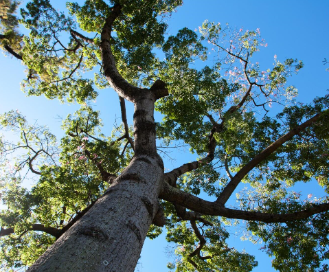 Lexington Tree Service Pros
