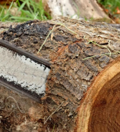 Lexington Tree Service Pros