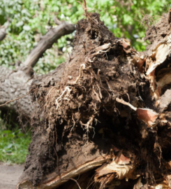 Lexington Tree Service Pros