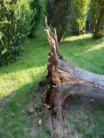 Searcy Tree Removal & Tree Trimming