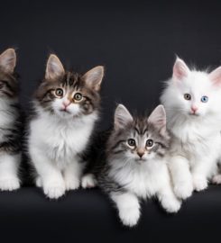 KittyNook Cat Store