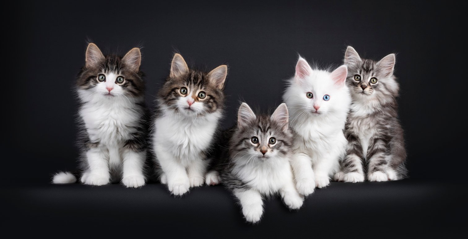 KittyNook Cat Store