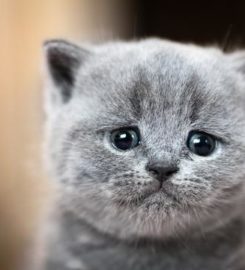 KittyNook Cat Store
