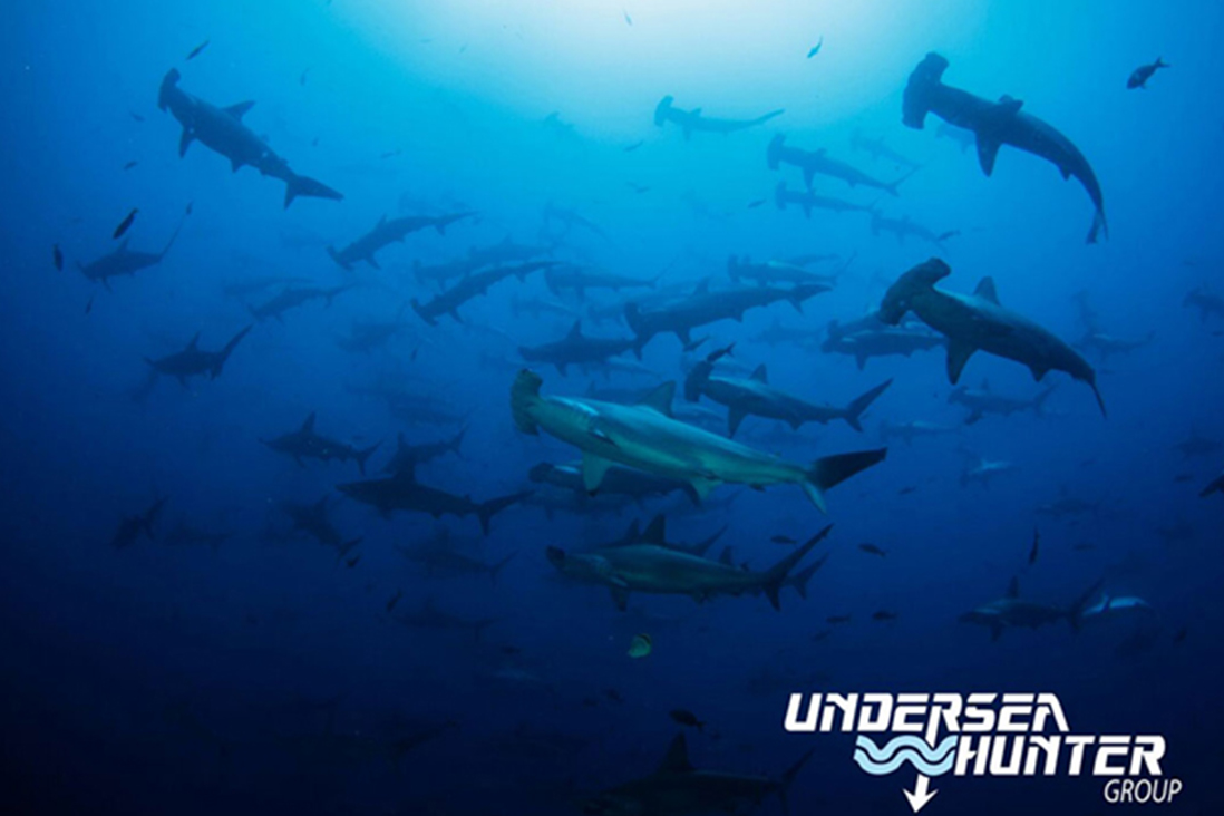 White shark diving Gansbaai – This is my shark life