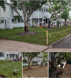 Massive 550m2 irrigation and returf. (Front yard)