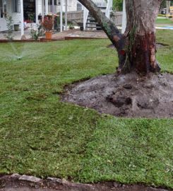 Massive 550m2 irrigation and returf. (Front yard)
