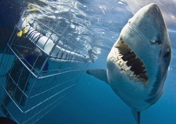 White Shark Diving Gansbaai – This is my shark life
