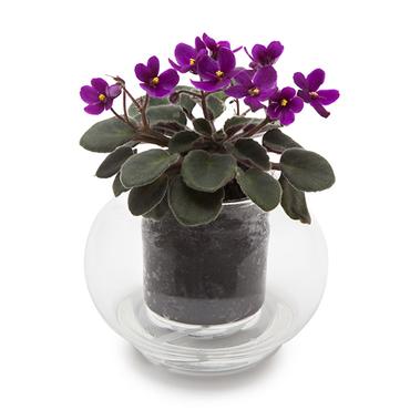 Cup O Flora
