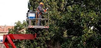 Penrith Tree Removal Services