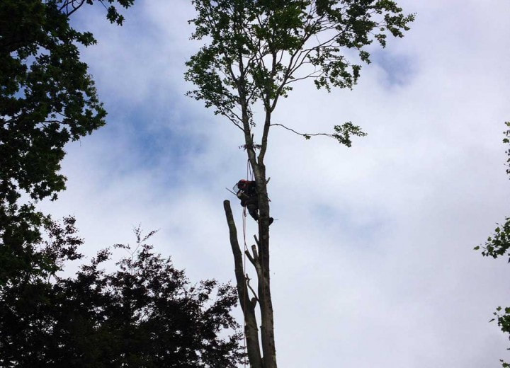 Des Moines Tree Service