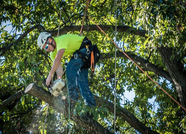 Cedar Rapids Tree Service