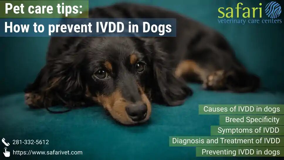 Safari Veterinary Care Centers